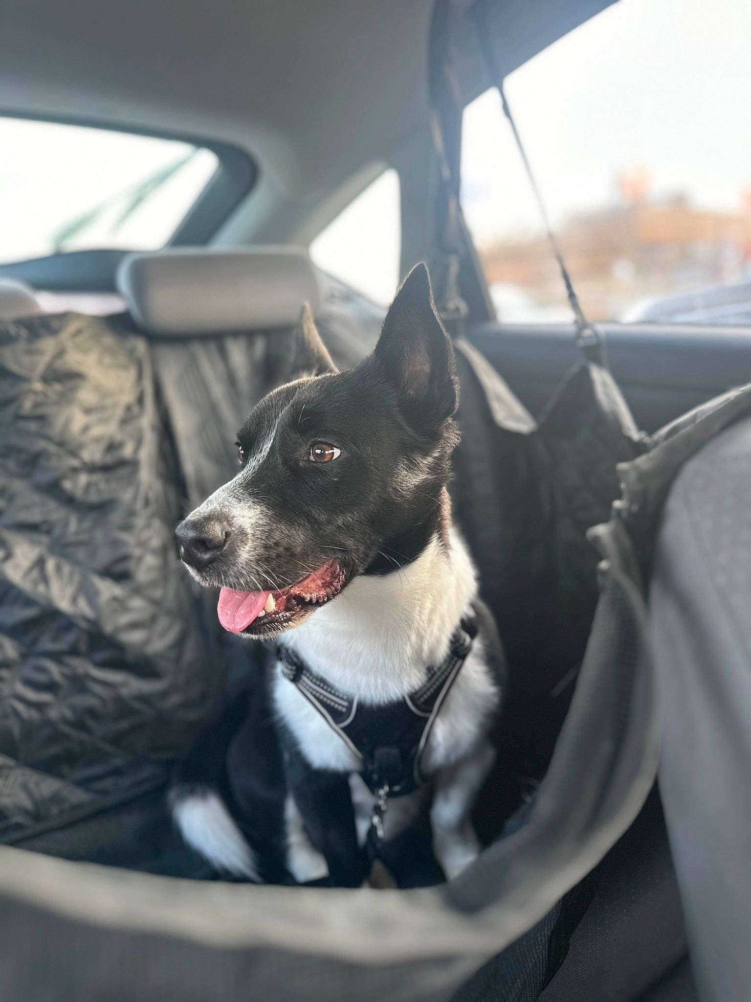 Taïgo a rejoint le concours — aidez-le/la à gagner de superbes lots ! auto_part, automotive_design, automotive_exterior, canidae, car, car_seat_cover, carnivore, collar, companion_dog, dog, dog_breed, dog_collar, motor_vehicle, snout, sporting_group, tints_and_shades, vehicle, vehicle_door, whiskers, window