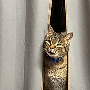 Felidar Sovereign is registered to the contest to win money with this photo: abyssinian, accessories, animal, architecture, building, cat, curtain, den, furniture, homedecor, indoors, kitten, linen, manx, outdoors, pet, shelf, shelter, strap, wood