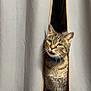 abyssinian, accessories, animal, architecture, building, cat, curtain, den, furniture, homedecor, indoors, kitten, linen, manx, outdoors, pet, shelf, shelter, strap, wood