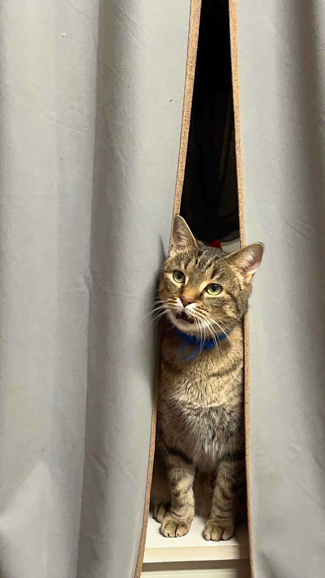 Felidar Sovereign is registered to the contest to win money with this photo: abyssinian, accessories, animal, architecture, building, cat, curtain, den, furniture, homedecor, indoors, kitten, linen, manx, outdoors, pet, shelf, shelter, strap, wood