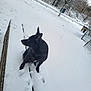 dog, black_dog, snow, winter, bench, park, footprints, outdoor, sitting, looking_away, upright_ears, cold, paws, white_snow, trees, fence, snowy_ground, canine, pet, day
