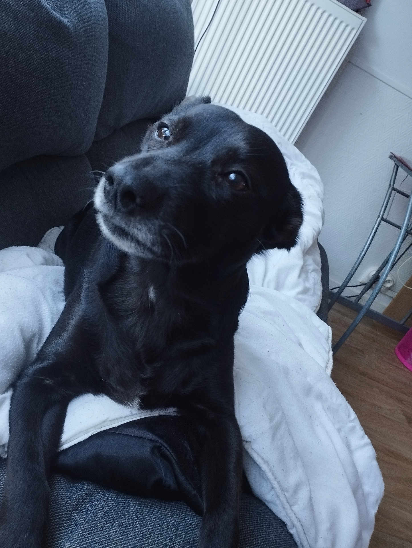 Luna participe au concours pour gagner de l'argent avec cette photo : animal, architecture, blanket, building, canine, chair, couch, cushion, dog, furniture, homedecor, hound, indoors, interiordesign, labradorretriever, linen, livingroom, pet, puppy, room