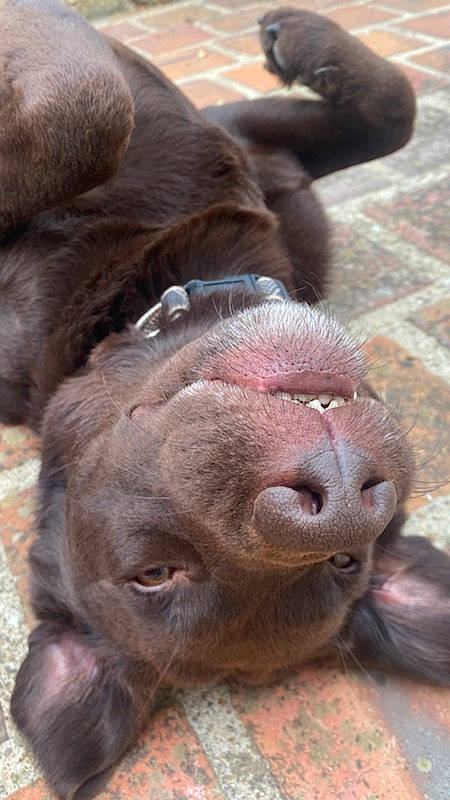 Loona a rejoint le concours — aidez-le/la à gagner de superbes lots ! bovine, canidae, close_up, cow_goat_family, dog_breed, fawn, flesh, fur, human_leg, liver, livestock, mammal, natural_material, snout, sporting_group, terrestrial_animal, vertebrate, wildlife, working_animal, wrinkle