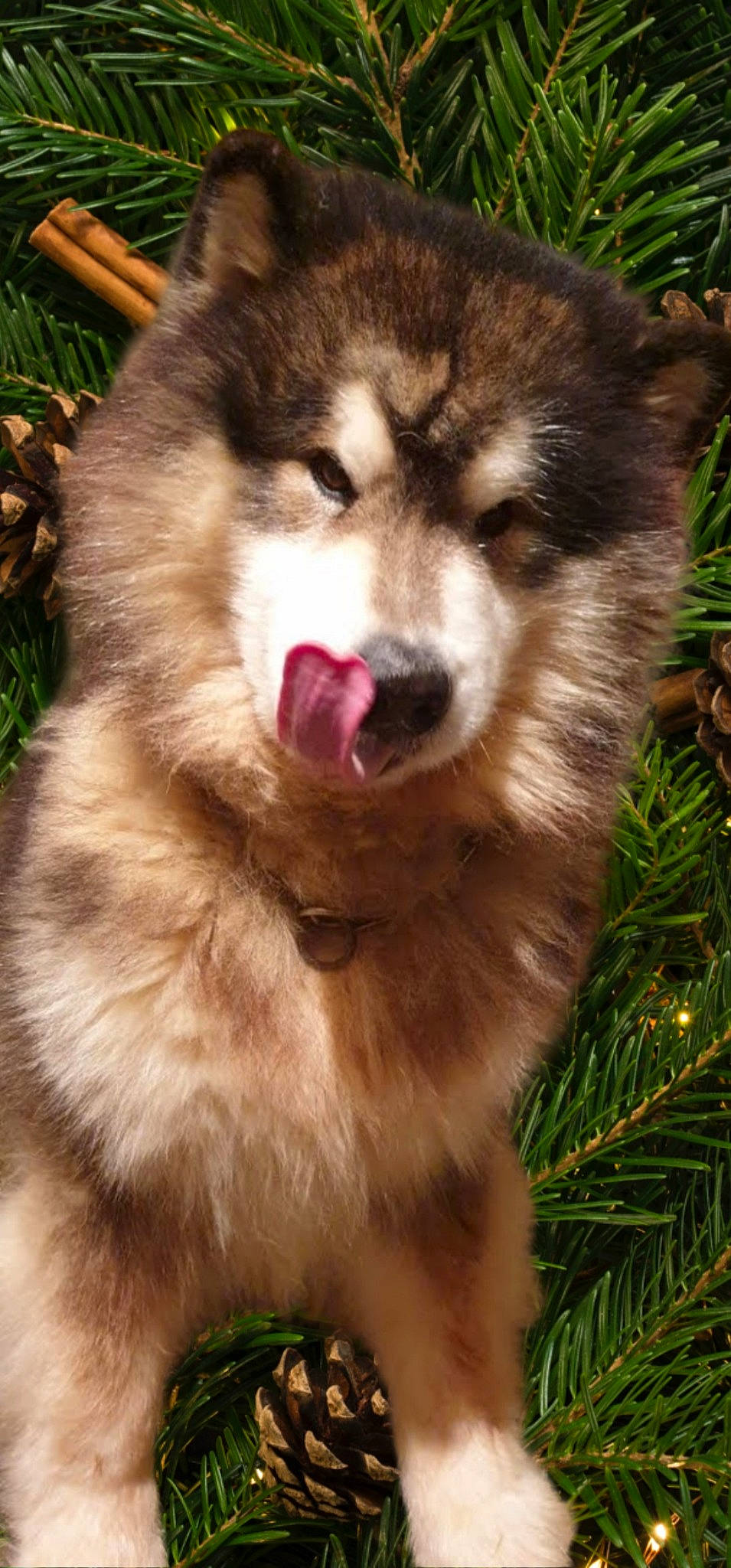 Jack participe au concours pour gagner de l'argent avec cette photo : canidae, canis, carnivore, companion_dog, dog, dog_breed, fawn, fur, grass, jaw, plant, siberian_husky, sled_dog, snout, sporting_group, terrestrial_animal, whiskers, wolf, working_animal, working_dog