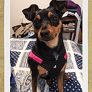 Peanut is registered to the contest to win money with this photo: dog, small_dog, pet, black_and_tan, harness, bed, blanket, patterned_blanket, indoor, furniture, chair, clothes, folded_clothes, cute, animal, companion, looking, ears_up, portrait, domestic