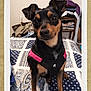 dog, small_dog, pet, black_and_tan, harness, bed, blanket, patterned_blanket, indoor, furniture, chair, clothes, folded_clothes, cute, animal, companion, looking, ears_up, portrait, domestic