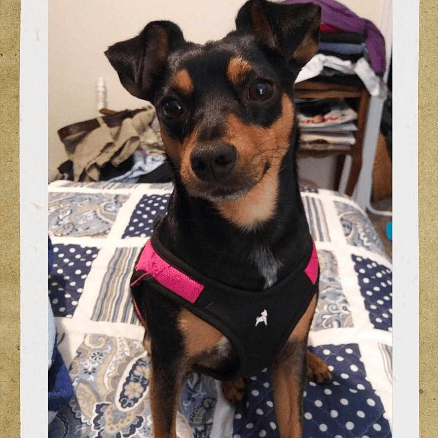 Peanut is registered to the contest to win money with this photo: animal, bed, black_and_tan, blanket, chair, clothes, companion, cute, dog, domestic, ears_up, folded_clothes, furniture, harness, indoor, looking, patterned_blanket, pet, portrait, small_dog