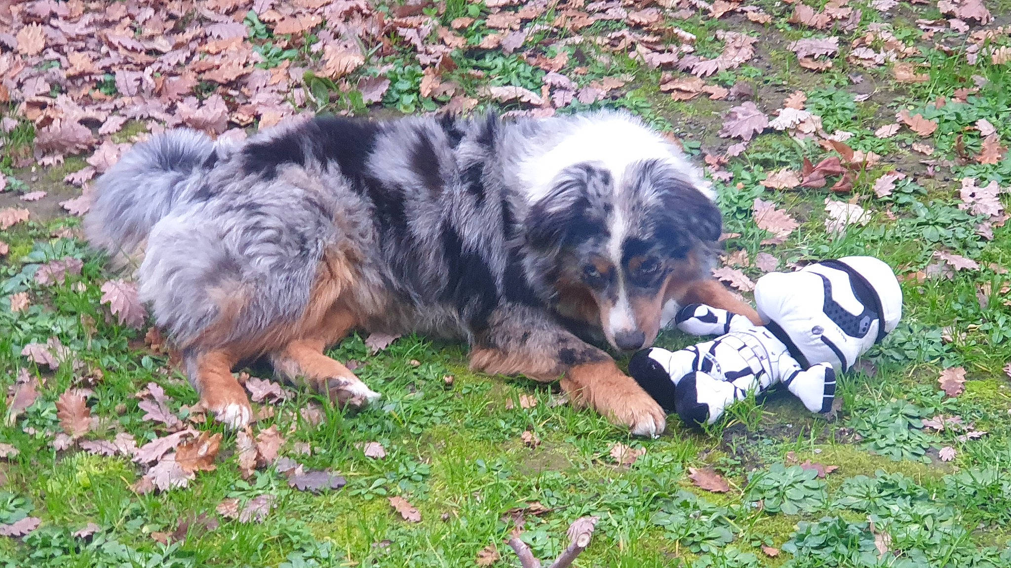 Sweet a rejoint le concours — aidez-le/la à gagner de superbes lots ! canidae, carnivore, companion_dog, dog, dog_breed, grass, herding_dog, plant, snout, sporting_group, terrestrial_animal, working_dog