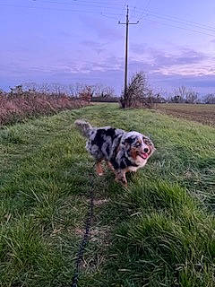 Sweet a rejoint le concours — aidez-le/la à gagner de superbes lots ! carnivore, cloud, companion_dog, dog, dog_breed, dog_supply, fawn, grass, grassland, herbaceous_plant, landscape, pasture, plant, prairie, sky, snout, soil, tail, terrestrial_animal, tree
