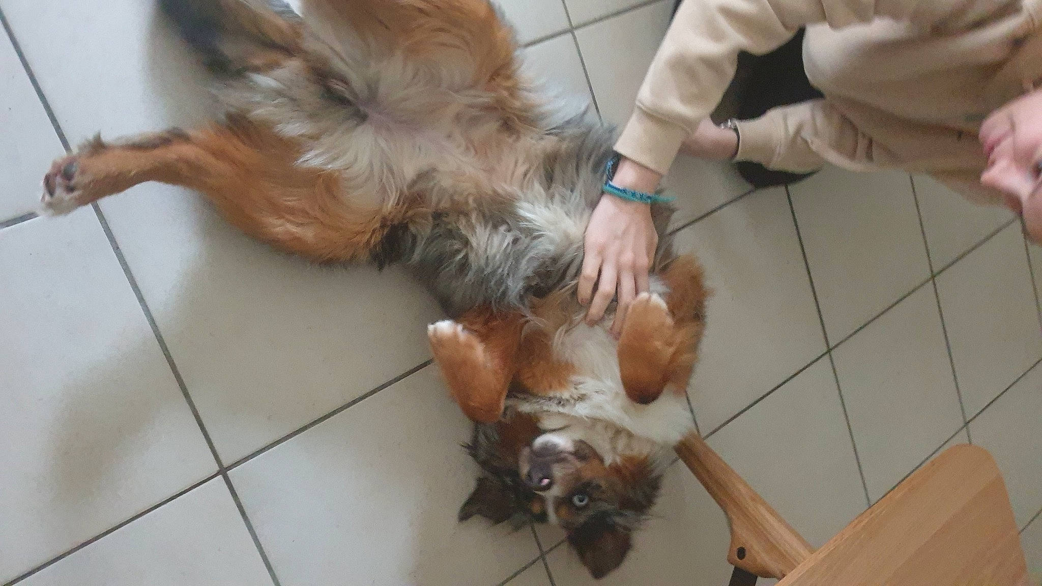 Sweet participe au concours pour gagner de l'argent avec cette photo : carnivore, companion_dog, dog, dog_breed, fawn, felidae, floor, flooring, fur, hardwood, human_leg, liver, pet_supply, small_to_medium_sized_cats, snout, sporting_group, tail, toy_dog, wood, working_animal