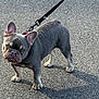 Porky joined the competition — help win amazing prizes! dog, puppy, french_bulldog, leash, asphalt, outdoor, pavement, ears, paws, muzzle, wrinkled_face, staring, pet, cute, small_breed, standing, shadow, collar, grey_coat, sunlight
