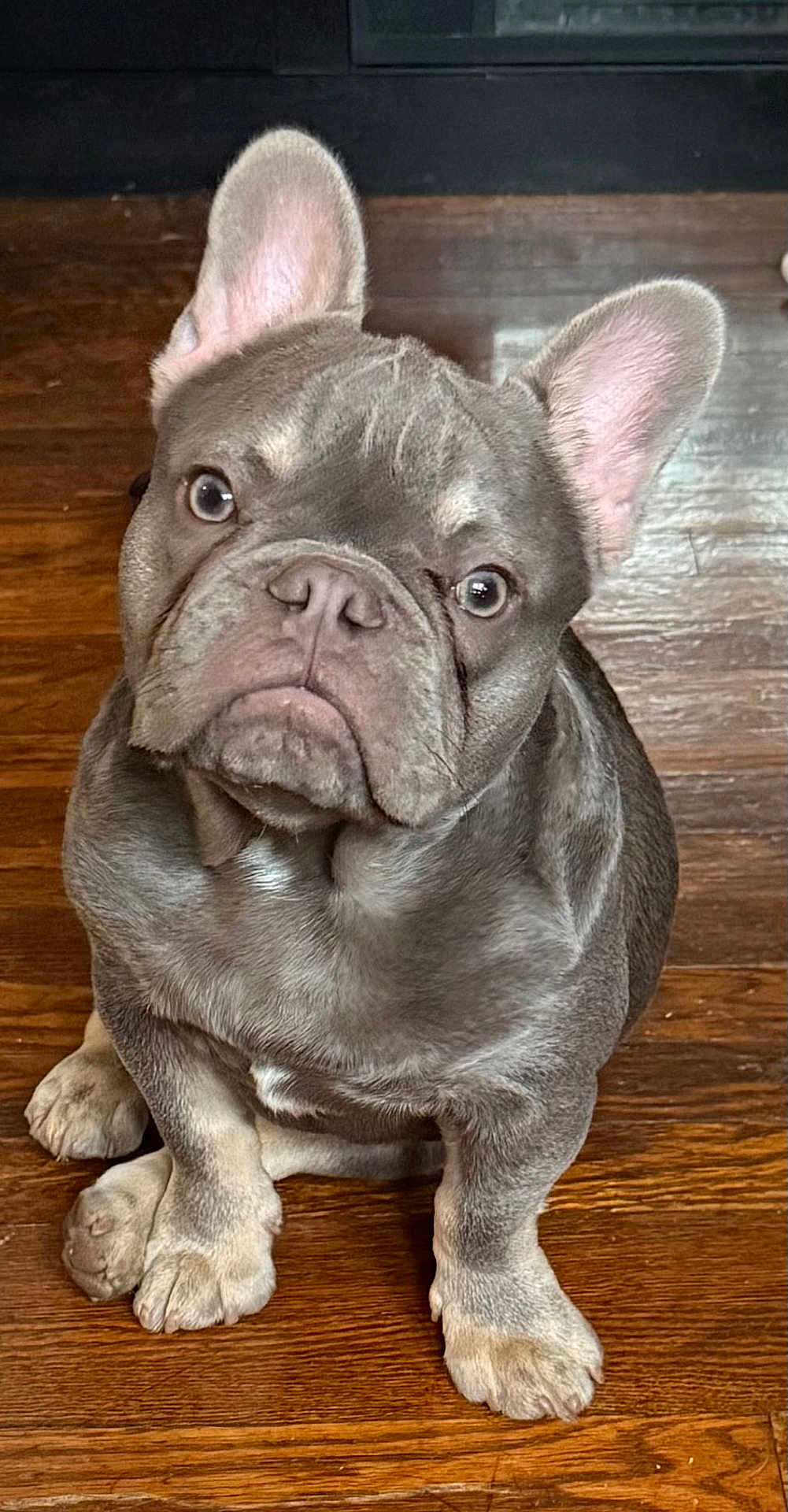 Porky is registered to the contest to win money with this photo: dog, french_bulldog, puppy, pet, hardwood_floor, ears, paws, sitting, portrait, looking_up, indoor, domestic, cute, short_muzzle, wrinkled_face, gray_coat, glossy_fur, close_up, attentive, companion