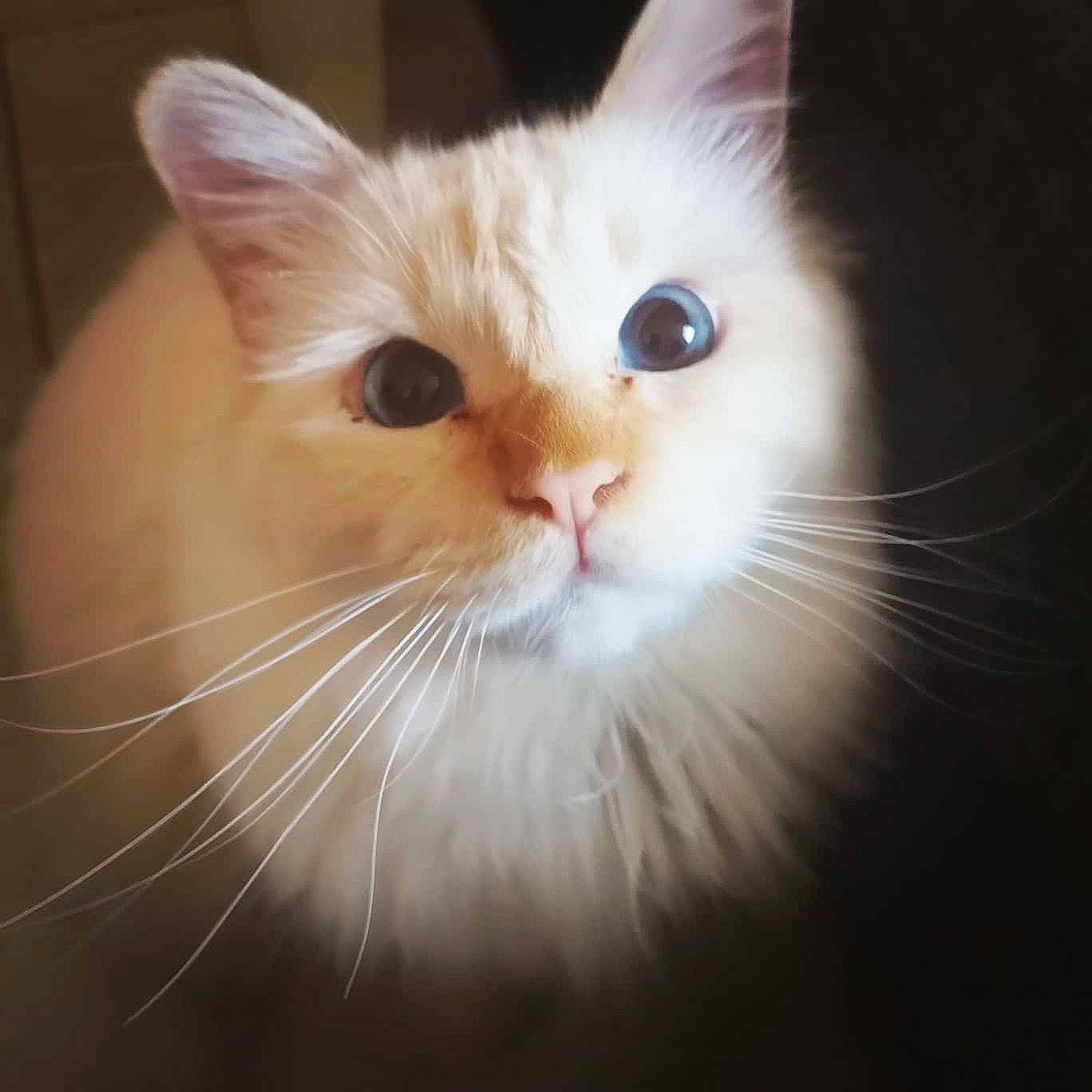 Yuki a rejoint le concours — aidez-le/la à gagner de superbes lots ! art, carnivore, cat, domestic_short_haired_cat, eye, fawn, felidae, fur, head, iris, paw, small_to_medium_sized_cats, snout, tail, whiskers