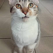 Bounty participe au concours pour gagner de l'argent avec cette photo : animal, cat, curious, cute, domestic, ears, eyes, feline, floor, fur, indoor, looking_up, paws, pet, portrait, sitting, tabby, tile, whiskers, young