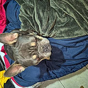 Nacho joined the competition — help win amazing prizes! animal, blanket, blue_blanket, comfort, companion, cozy, cute, dog, domestic, ear, fabric, french_bulldog, fur, green_blanket, indoor, pet, resting, sleepy, snout, tile_floor
