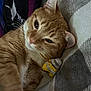Sansa joined the competition — help win amazing prizes! animal, blanket, cat, close_up, companion, cozy, cute, domestic_animal, feline, fur, ginger_cat, indoor, pet, relaxed, resting, sleepy, soft_texture, striped_toy, toy_mouse, whiskers