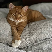 Sansa joined the competition — help win amazing prizes! animal, bedroom, cat, close_up, cozy, cute, domestic_cat, fluffy_blanket, fur, indoor, mammal, orange_tabby, paws, pet, relaxed, resting, sleepy, soft_texture, whiskers, white_paws