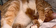 Sansa joined the competition — help win amazing prizes! animal, bed, bedding, cat, comfort, cozy, cute, cute_pet, domestic_cat, fur, indoor, orange_cat, paw, pet, relaxed, resting, sleeping, soft, striped, white_paw