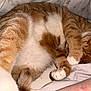 animal, bed, bedding, cat, comfort, cozy, cute, cute_pet, domestic_cat, fur, indoor, orange_cat, paw, pet, relaxed, resting, sleeping, soft, striped, white_paw