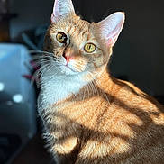 Sansa is registered to the contest to win money with this photo: cat, ginger_cat, feline, pet, animal, whiskers, ears, fur, striped, closeup, portrait, indoor, sunlight, shadow, curious, golden_eyes, soft_light, domestic_cat, cute, cozy