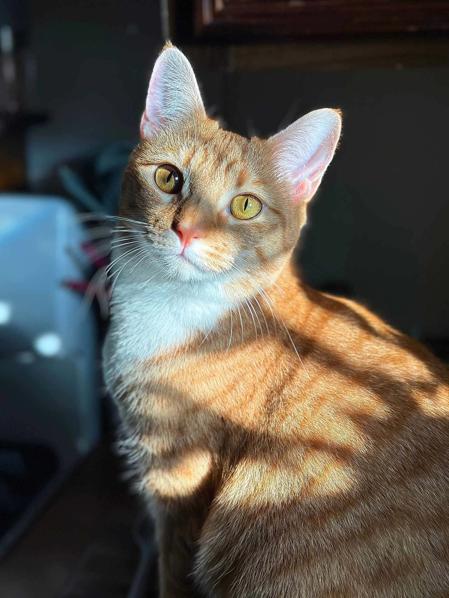 Sansa is registered to the contest to win money with this photo: cat, ginger_cat, feline, pet, animal, whiskers, ears, fur, striped, closeup, portrait, indoor, sunlight, shadow, curious, golden_eyes, soft_light, domestic_cat, cute, cozy