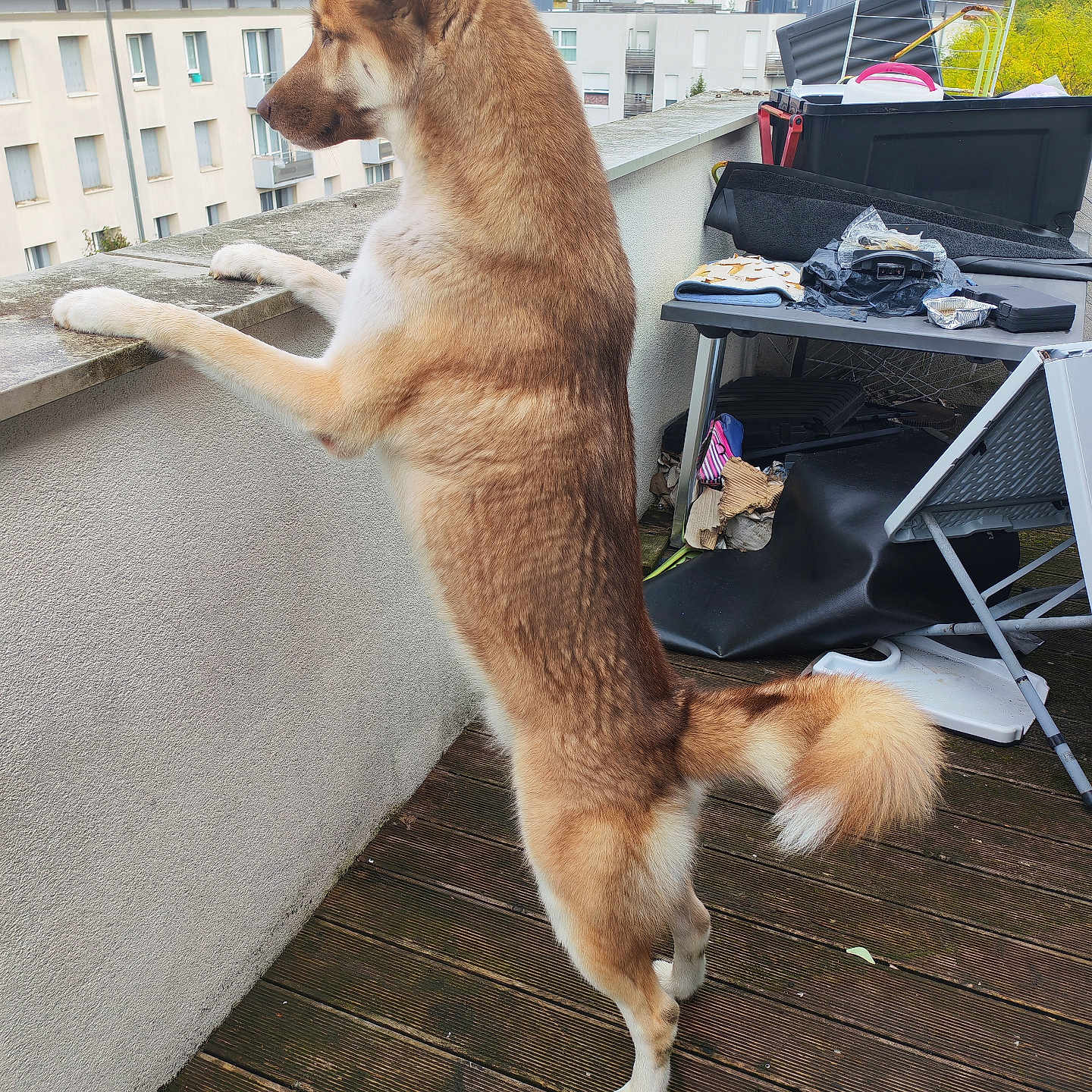 Tasco participe au concours pour gagner de l'argent avec cette photo : apartment, balcony, building, canine, curious, daylight, dog, ears, fence, fur, looking_out, nature, outdoor, pet, residential, side_view, standing, tail, urban, wooden_floor