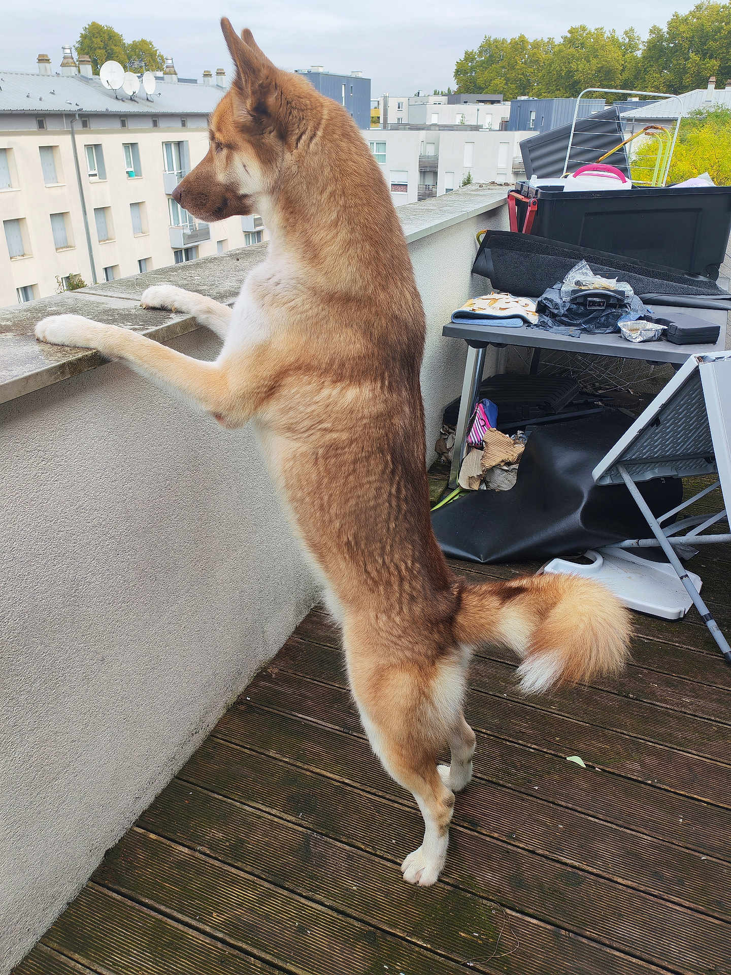 Tasco participe au concours pour gagner de l'argent avec cette photo : dog, canine, balcony, urban, building, wooden_floor, fence, outdoor, pet, curious, standing, fur, tail, ears, daylight, residential, apartment, looking_out, side_view, nature