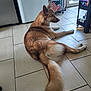 dog, indoor, floor, tile, refrigerator, metal_rack, storage_cart, household_items, fur, tail, pet, resting, brown, white, gazing, side_view, kitchen, domestic, calm, quiet