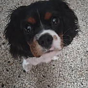 Balou a rejoint le concours — aidez-le/la à gagner de superbes lots ! black_and_white, brown_markings, closeup, cute, dog, eyes, floor, floppy_ears, fluffy, indoor, long_hair, looking_at_camera, nose, pet, portrait, puppy, spaniel, tricolor, whiskers, white_muzzle