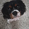 black_and_white, brown_markings, closeup, cute, dog, eyes, floor, floppy_ears, fluffy, indoor, long_hair, looking_at_camera, nose, pet, portrait, puppy, spaniel, tricolor, whiskers, white_muzzle