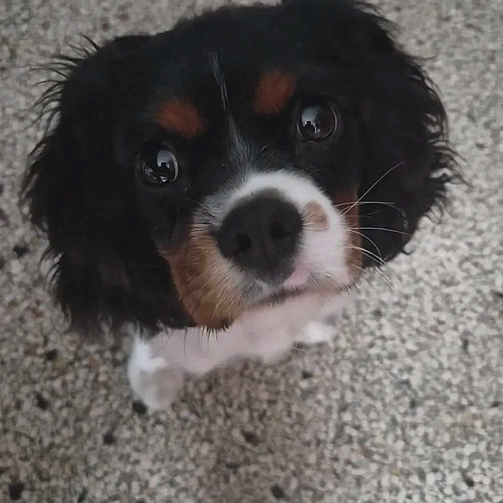 Balou