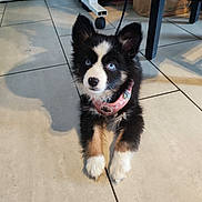 Ava a rejoint le concours — aidez-le/la à gagner de superbes lots ! puppy, dog, blue_eyes, black_and_white, pink_harness, indoor, tiled_floor, cute, pet, animal, lying_down, curious, small, fluffy, young, domestic, fur, ears_up, looking_up, shadow