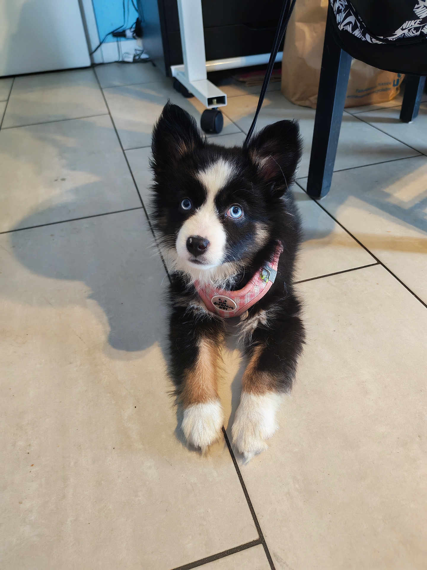 Ava a rejoint le concours — aidez-le/la à gagner de superbes lots ! puppy, dog, blue_eyes, black_and_white, pink_harness, indoor, tiled_floor, cute, pet, animal, lying_down, curious, small, fluffy, young, domestic, fur, ears_up, looking_up, shadow