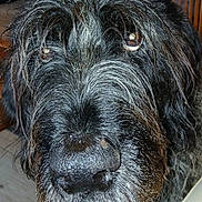 Hélice a rejoint le concours — aidez-le/la à gagner de superbes lots ! beard, black_dog, canine, chair, close_up, dog, eyes, floor, funny, head, home, indoor, long_hair, muzzle, nose, pet, photography, portrait, shaggy, wooden_furniture