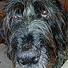 beard, black_dog, canine, chair, close_up, dog, eyes, floor, funny, head, home, indoor, long_hair, muzzle, nose, pet, photography, portrait, shaggy, wooden_furniture