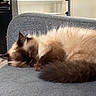 Zula is registered to the contest to win money with this photo: animal, cat, couch, cozy, cute, domestic_animal, feline, fluffy, fur, grey_couch, indoor, mammal, nap, pet, relaxation, resting, siamese_cat, sleeping, tail, whiskers