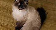 Zula is registered to the contest to win money with this photo: animal, cat, cute, domestic, ears, feline, fluffy, funny_expression, fur, himalayan, indoor, mouth_open, pet, siamese, sitting, surprised, tail, whiskers, wide_eyes, wooden_floor