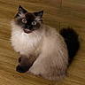animal, cat, cute, domestic, ears, feline, fluffy, funny_expression, fur, himalayan, indoor, mouth_open, pet, siamese, sitting, surprised, tail, whiskers, wide_eyes, wooden_floor