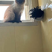 Zula is registered to the contest to win money with this photo: animal, backlit, blue_eyes, cat, decor, domestic_animal, feline, fluffy, furry, house, indoor, light, mesh_object, pet, shadow, siamese_cat, sitting, wall, window, windowsill
