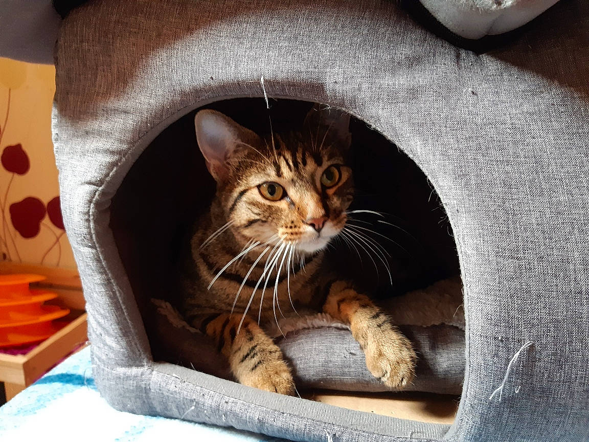 Lonnie participe au concours pour gagner de l'argent avec cette photo : carnivore, cat, cat_supply, claw, comfort, domestic_short_haired_cat, eye, felidae, fur, linens, paw, pet_supply, sitting, small_to_medium_sized_cats, snout, tail, terrestrial_animal, whiskers