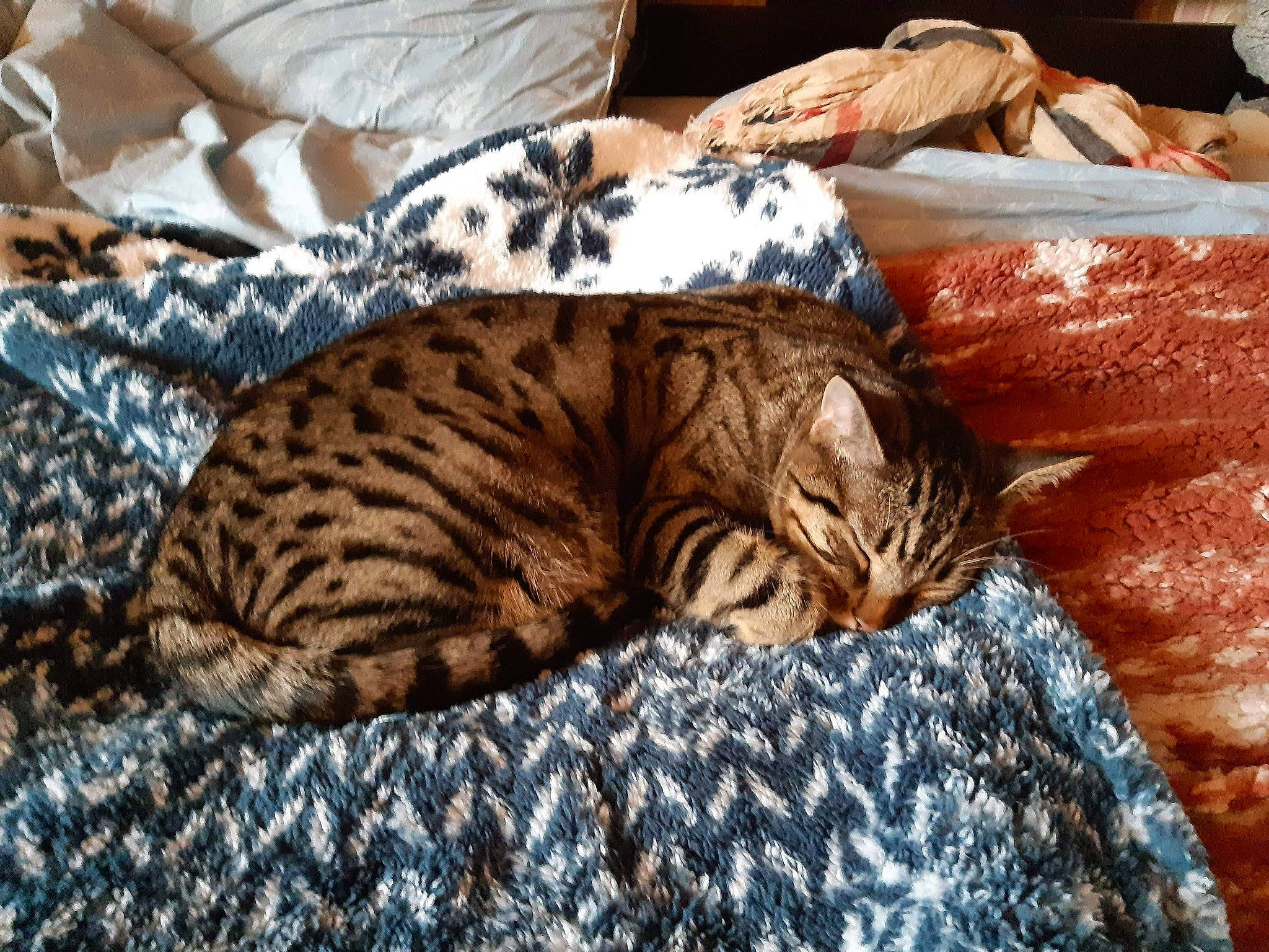 Lonnie participe au concours pour gagner de l'argent avec cette photo : bed, bed_sheet, bedding, carnivore, cat, comfort, domestic_short_haired_cat, fawn, felidae, fur, linens, paw, small_to_medium_sized_cats, snout, tail, terrestrial_animal, textile, whiskers, wildlife, wood