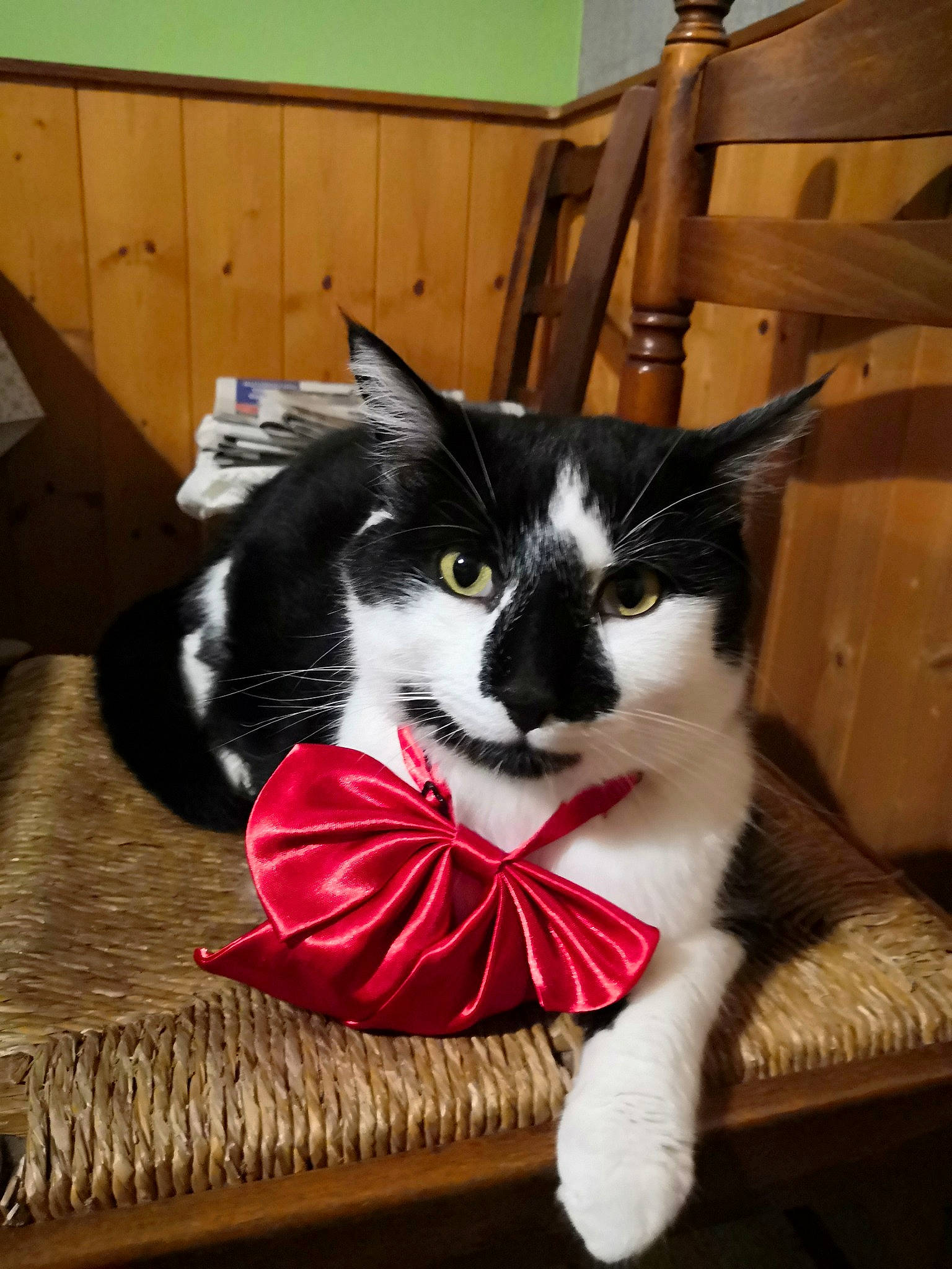 Obélix a rejoint le concours — aidez-le/la à gagner de superbes lots ! black_cat, box, carmine, carnivore, cat, cat_supply, claw, comfort, domestic_short_haired_cat, felidae, flooring, fur, lap, paw, pet_supply, small_to_medium_sized_cats, snout, tail, whiskers, wood