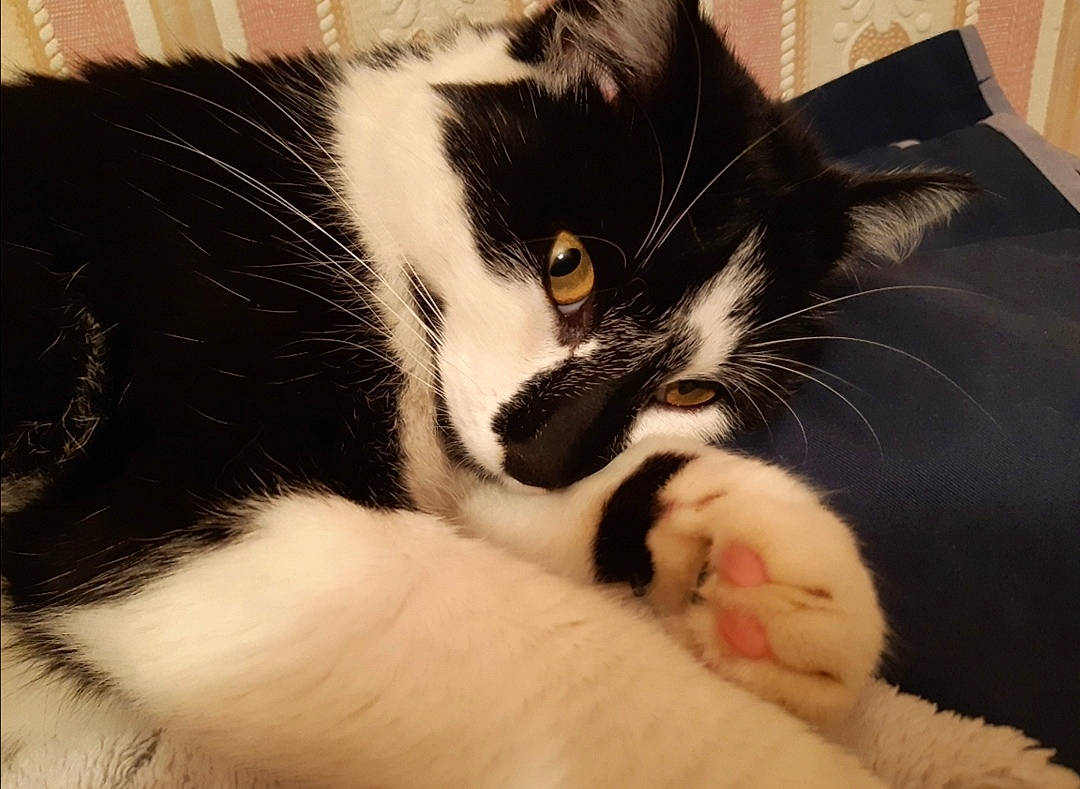 Obélix a rejoint le concours — aidez-le/la à gagner de superbes lots ! carnivore, cat, claw, comfort, domestic_short_haired_cat, eye, felidae, foot, fur, hair, head, human_body, nap, nose, paw, small_to_medium_sized_cats, snout, tail, whiskers, window