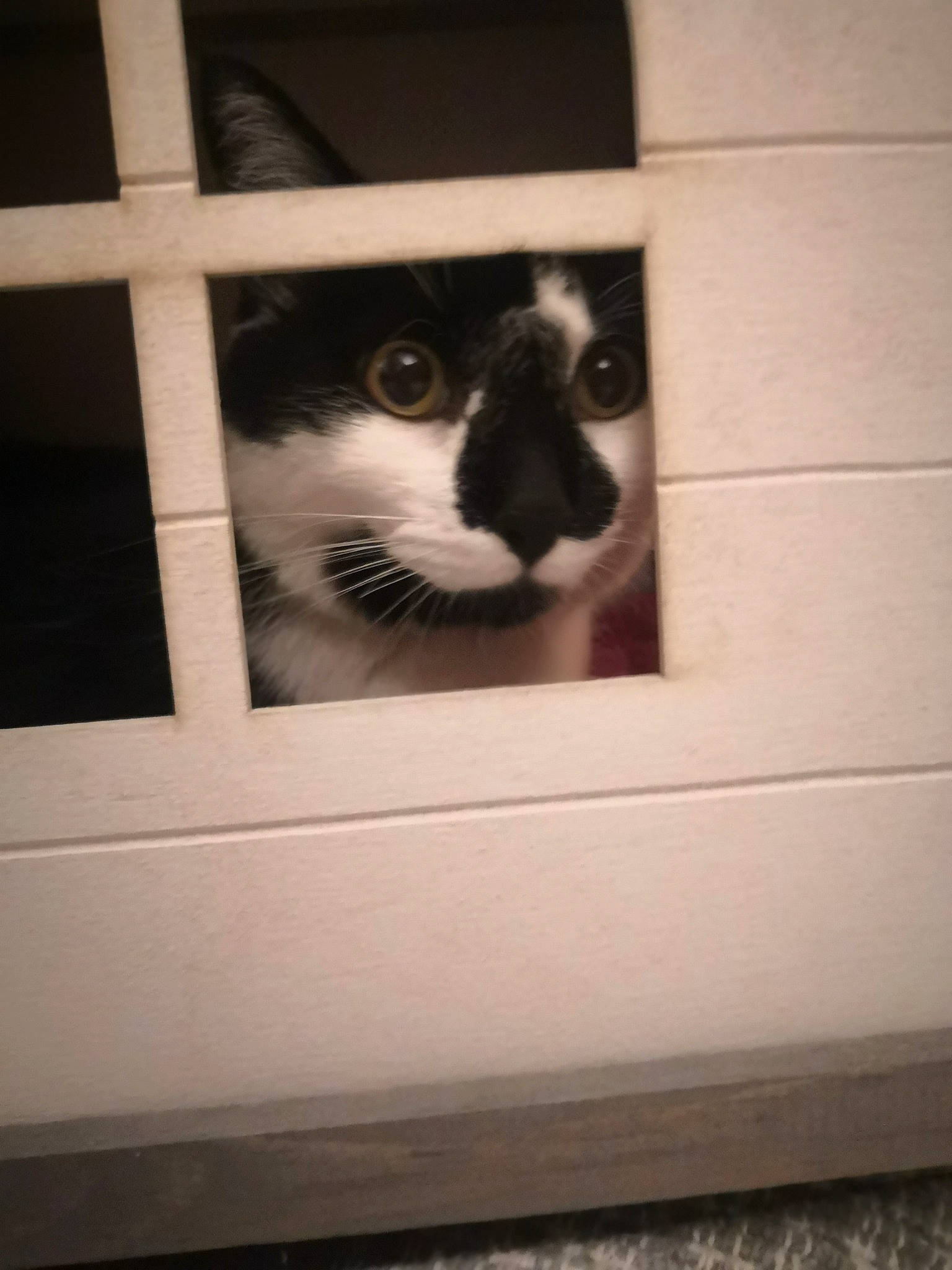 Obélix participe au concours pour gagner de l'argent avec cette photo : cardboard, carnivore, cat, domestic_short_haired_cat, eye, felidae, flooring, fur, hardwood, leg, monochrome, monochrome_photography, rectangle, room, small_to_medium_sized_cats, snout, tints_and_shades, whiskers, window, wood