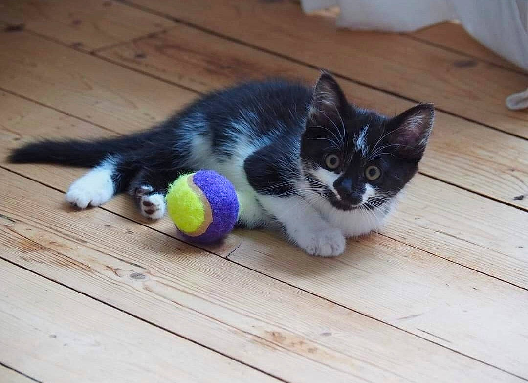 Nevaeh a rejoint le concours — aidez-le/la à gagner de superbes lots ! carnivore, cat, comfort, domestic_short_haired_cat, electric_blue, felidae, floor, flooring, foot, hardwood, laminate_flooring, paw, plank, small_to_medium_sized_cats, snout, tail, whiskers, wood, wood_flooring, wood_stain