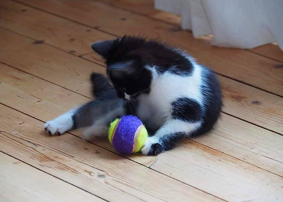 Nevaeh a rejoint le concours — aidez-le/la à gagner de superbes lots ! ball, carnivore, cat, domestic_short_haired_cat, felidae, floor, flooring, foot, fur, hardwood, laminate_flooring, paw, pet_supply, small_to_medium_sized_cats, snout, tail, whiskers, wood, wood_flooring, wood_stain