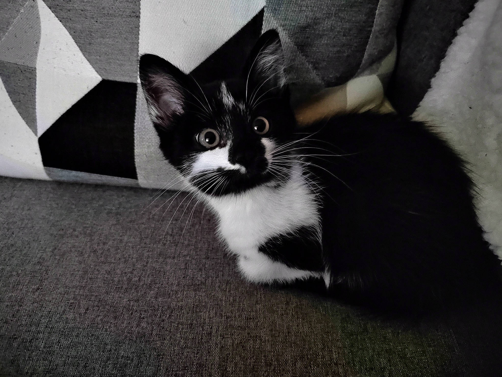 Nevaeh participe au concours pour gagner de l'argent avec cette photo : carnivore, cat, comfort, domestic_short_haired_cat, felidae, foot, fur, grey, hair, human_leg, leg, monochrome, monochrome_photography, paw, sitting, small_to_medium_sized_cats, snout, tail, tints_and_shades, whiskers