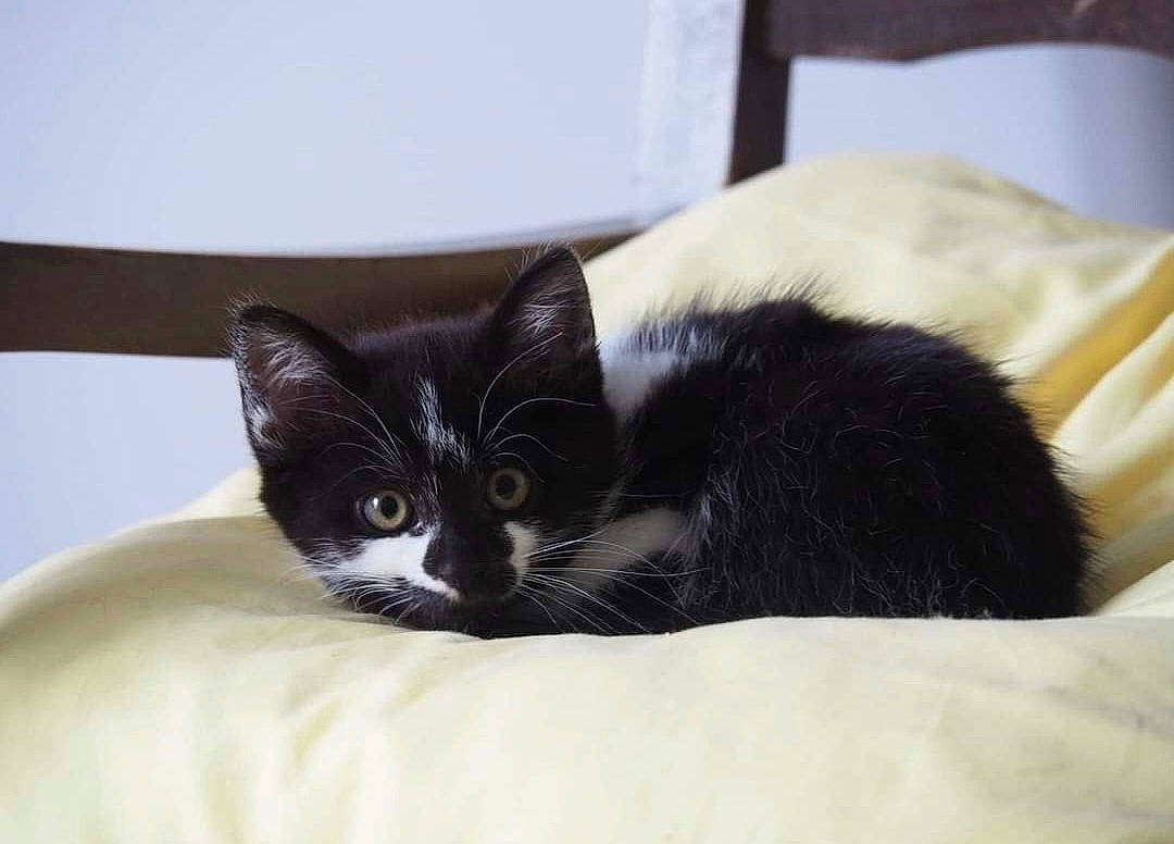 Nevaeh a rejoint le concours — aidez-le/la à gagner de superbes lots ! black_cat, carnivore, cat, cat_supply, claw, comfort, domestic_short_haired_cat, eye, felidae, fur, iris, linens, packaging_and_labeling, paw, sitting, small_to_medium_sized_cats, snout, tail, whiskers, window