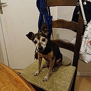 Pistache a rejoint le concours — aidez-le/la à gagner de superbes lots ! dog, chair, wooden_chair, table, indoor, pet, small_dog, ears, curious, sitting, woven_seat, brown, black, domestic, home, furniture, leather_bag, fabric_bag, floor, wall