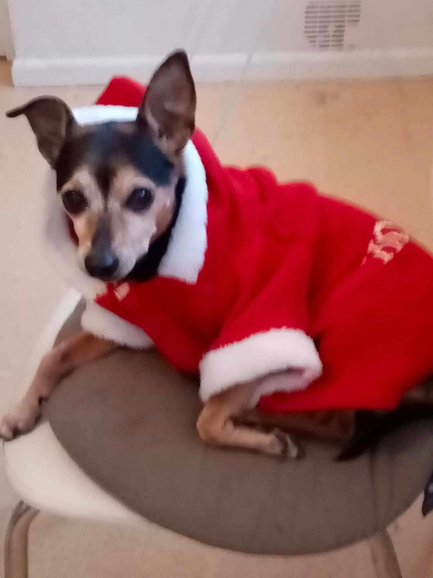 Pistache participe au concours pour gagner de l'argent avec cette photo : dog, small_dog, pet, clothing, red_coat, chair, cushion, indoor, animal, fur, ears, cute, holiday, costume, resting, looking, mammal, domestic_animal, companion, blurred
